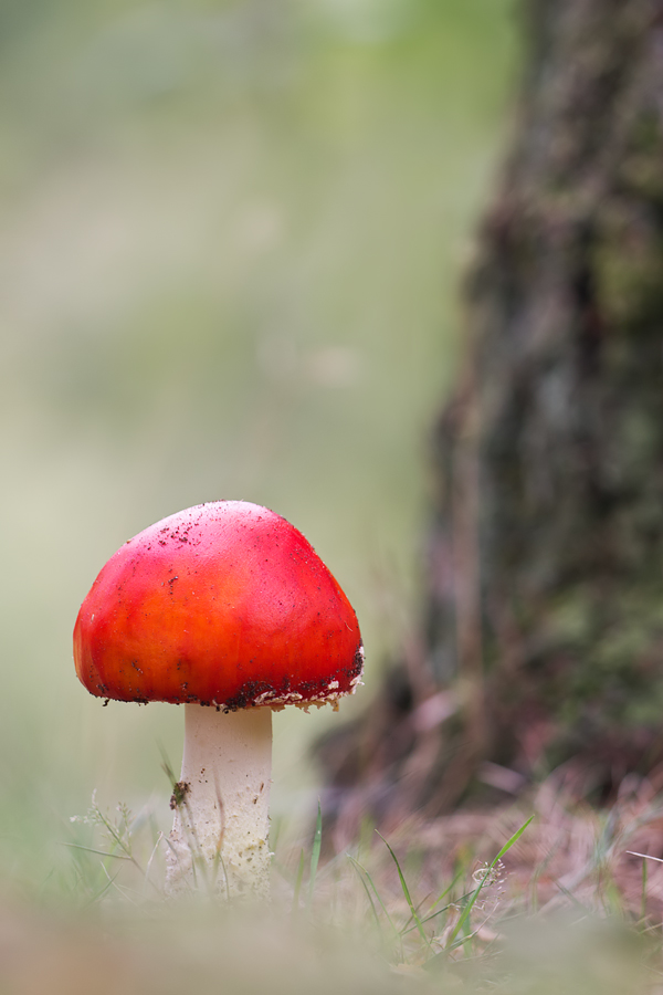 Fly Agaric 10